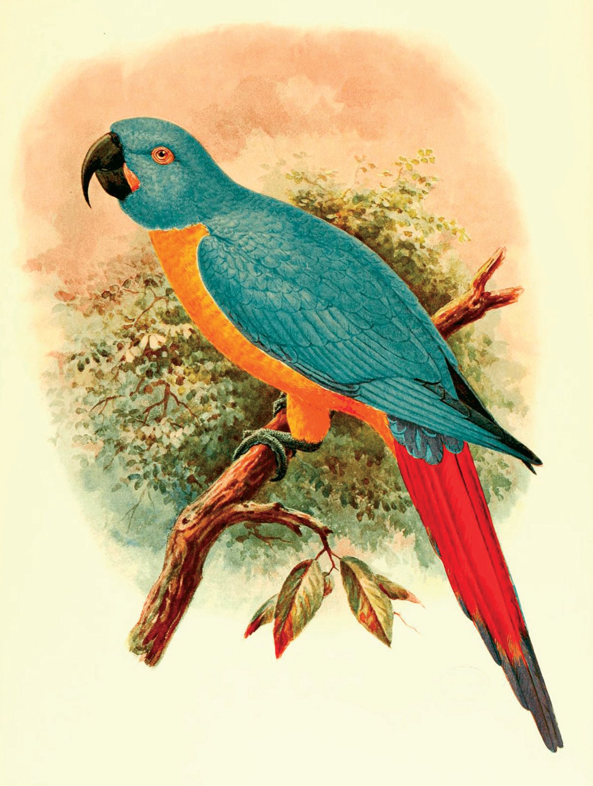 Guacamayo de las Antillas, lámina perteneciente al libro de L. W. Rothschild, Aves Extintas (1907), arte de J. G. Keulemans.