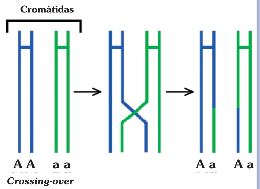 Esquema del crossing-over: intercambio recíproco de segmentos de ADN entre cromátidas de cromosomas homólogos. Se conservan los rótulos A/a y Cromátidas.