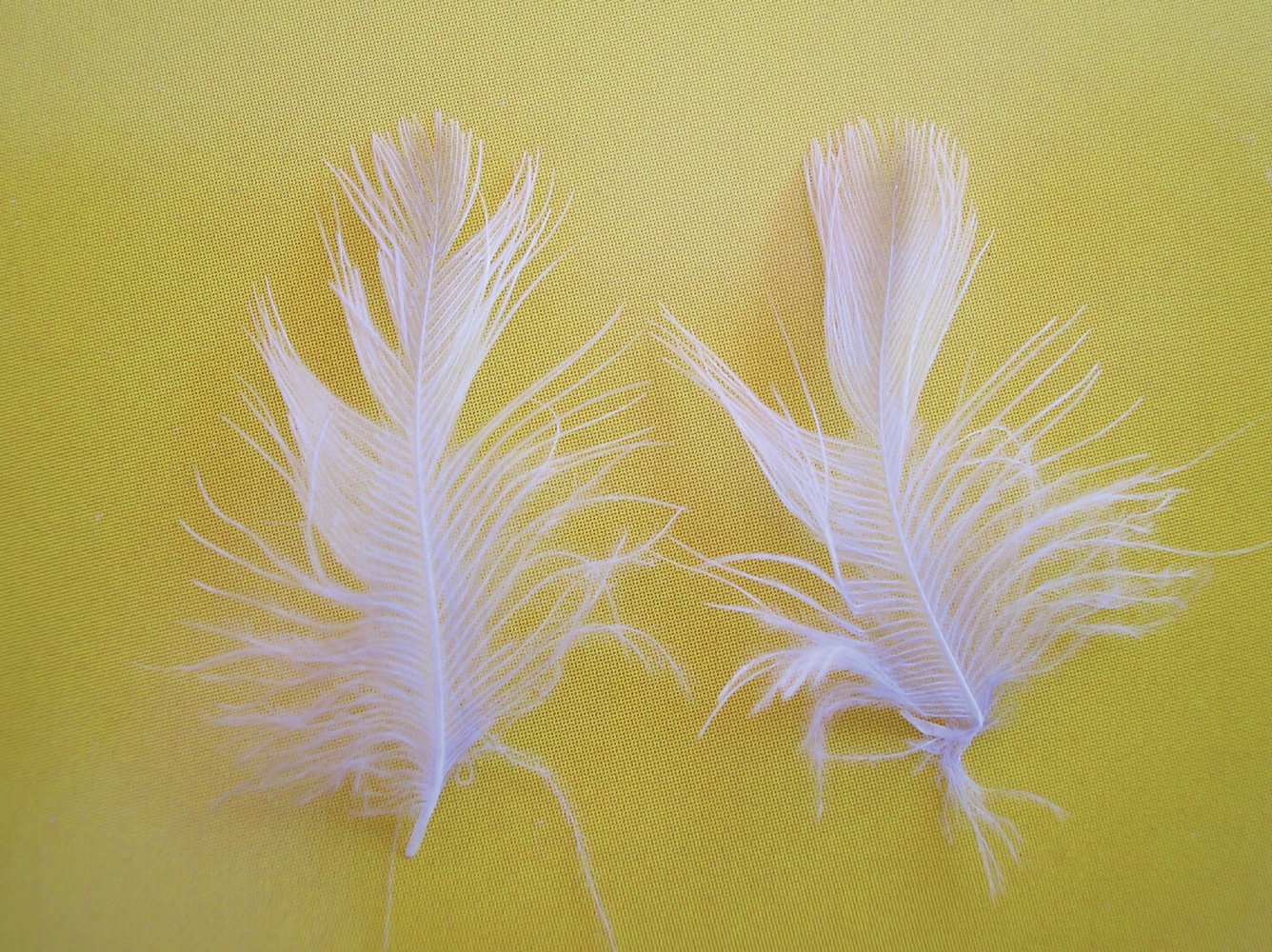 Fotografía 1. las coberteras de un Isabela nevado amarillo. Salta a la vista de inmediato el efecto del factor dilución ágata, 1er factor de reducción, que conforma una pluma casi blanca, por la extrema reducción de la feomelanina. Las melaninas se aprecian en la parte inferior de la pluma (pars piumacea), de una tonalidad grisácea, y en la parte distal, donde las melaninas brunas reducidas aparecen de una tonalidad beis. La parte basal, más vaporosa, del vexilo, que no resulta visible desde el exterior, es siempre de color gris, obviamente más o menos intenso según el color de la parte visible, que es la que da el color de las estrías del ejemplar. Existe por consiguiente una correspondencia directa entre la tonalidad del subplumaje y la del diseño, en el sentido de que los canarios Isabela con subplumaje más melanizado tienen un diseño del manto más marcado.