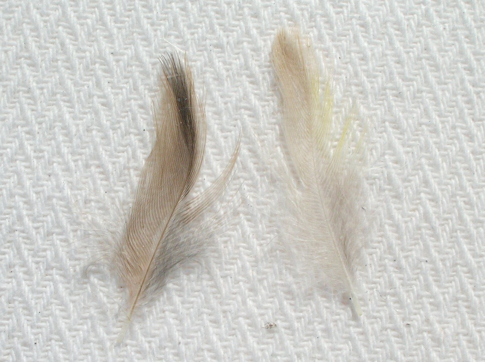 Fotografía 2. Es también interesante la comparación entre las plumas de un Bruno y de un Isabela. En la Fotografía 2 podemos ver las coberteras dorsales de un Bruno nevado amarillo y de un Isabela nevado amarillo. Como se aprecia, la forma y la dislocación del diseño de las eumelaninas brunas centrales permanecen idénticas. Es evidente que las dimensiones del diseño en el Isabela son menores que las del bruno, más estrechas. También la tonalidad del color de las eumelaninas es diferente, marrón en el Bruno y casi beis en el Isabela, mientras que la feomelanina se difunde densamente por el contorno de la pluma del Bruno, al contrario que en la pluma del Isabela, donde es apenas perceptible. Se justifica así el querer identificar al Isabela también como un Bruno Diluido.
