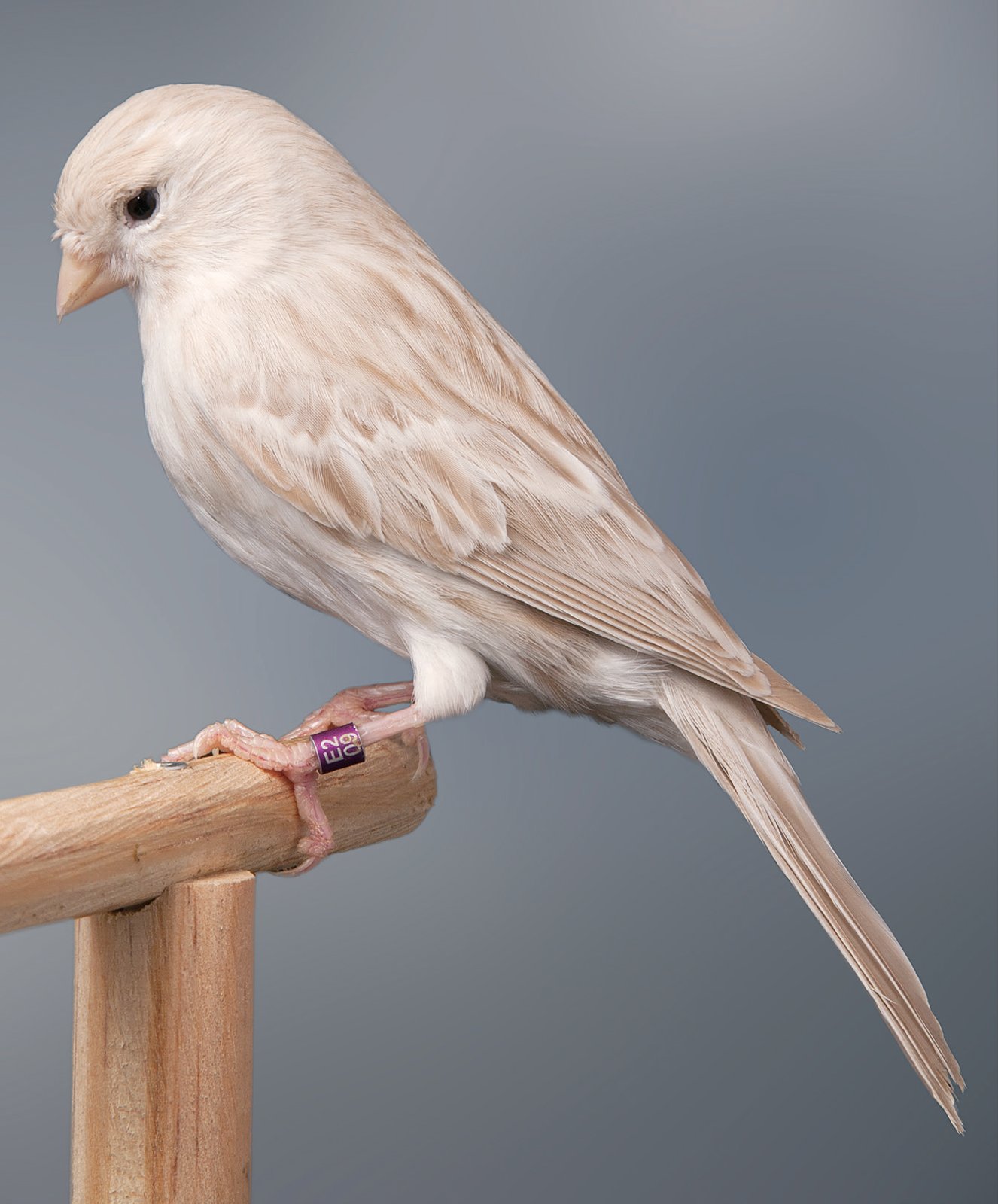 Isabela blanco Es éste un canario no apto para una correcta selección del Isabela. Como se ve, la tonalidad de todo el pájaro es brunácea. La feomelanina es evidente y se hace más densa en todas las partes del manto. Las estrías aparecen largas y falta el contraste con el fondo por lo que el diseño no se ve nítido, más bien se apastela con el fondo feomelánico. No existe diseño en la cabeza y los bigotes están casi ausentes. Conviene recordar que los Isabela Blancos son difíciles de criar, en particular su reducción de la feomelanina. El criador debe buscar un manto que tenga una tonalidad muy próxima al blanco, pero esto comporta diseños muy tenues. También aquí es necesario introducir Ágatas Blancos, aunque también éstos son difíciles de seleccionar.