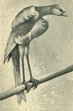 Antiguo dibujo de Schweizer Holländer tomado del libro “Die Farben und Gestalts Kanarien”. 1905. Norduijn. Gentileza Thomas Müller.