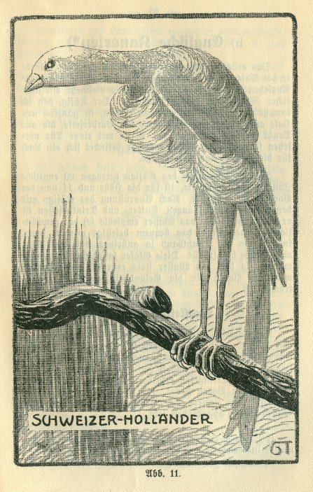 Antiguo dibujo de Schweizer Holländer tomado del libro”Der Kanarienvogel” Caesar Rahn (1931). Gentileza Thomas Müller.