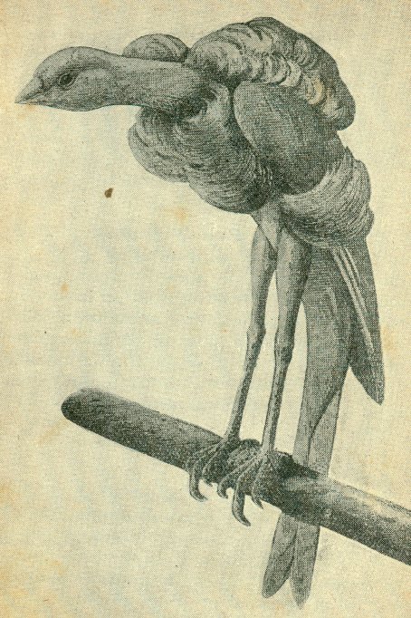Antiguo dibujo de Schweizer Holländer tomado del libro”El Canario” A.H.Aschenbrenner (1937). Gentileza Thomas Müller.