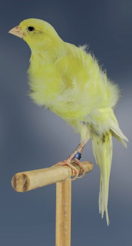 Rizado Suizo amarillo nevado, en posición de reposo. En conjunto tiene características discretas, pero con el defecto de plumas rizadas sobre el abdomen, que debería ser completamente liso. Oro Individuales Mundial Almería 2012, con 93 puntos. Criador:Kris Lozie. Foto: Fernando Zamora Vega.