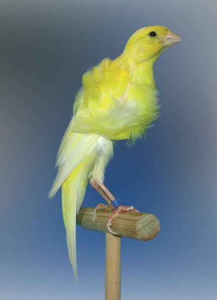 Rizado Suizo amarillo. Buen ejemplar en posición de reposo, con las partes lisas y las partes rizadas en perfecto equilibrio. Buena la tonalidad de la pigmentación amarilla.