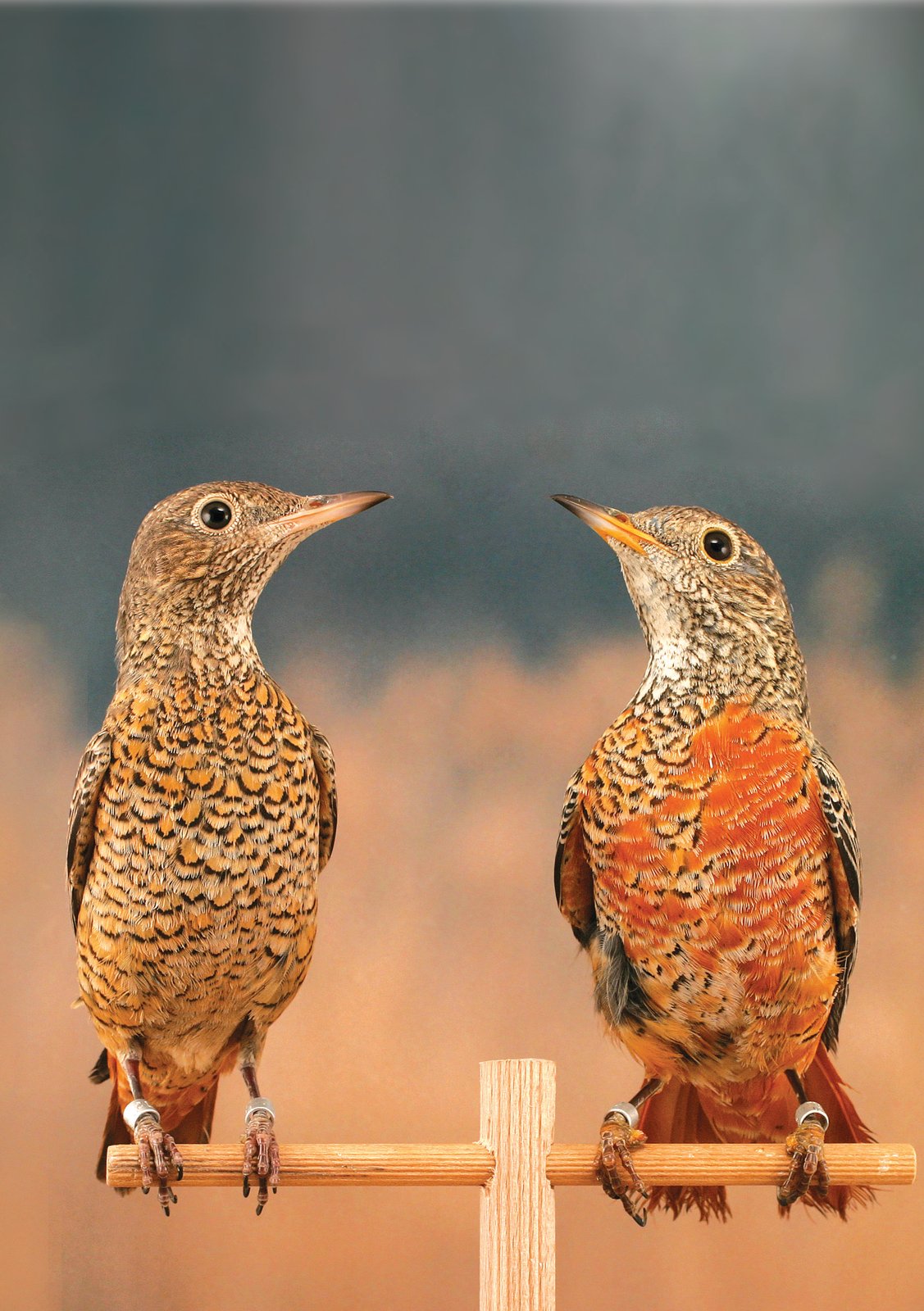 Pareja adulta de Monticola saxatilis en periodo invernal. En esta época el dimorfismo sexual es mucho menos evidente que en verano y se aprecia casi exclusivamente en el bruno rojizo presente en el pecho del macho, ausente en el de la hembra.