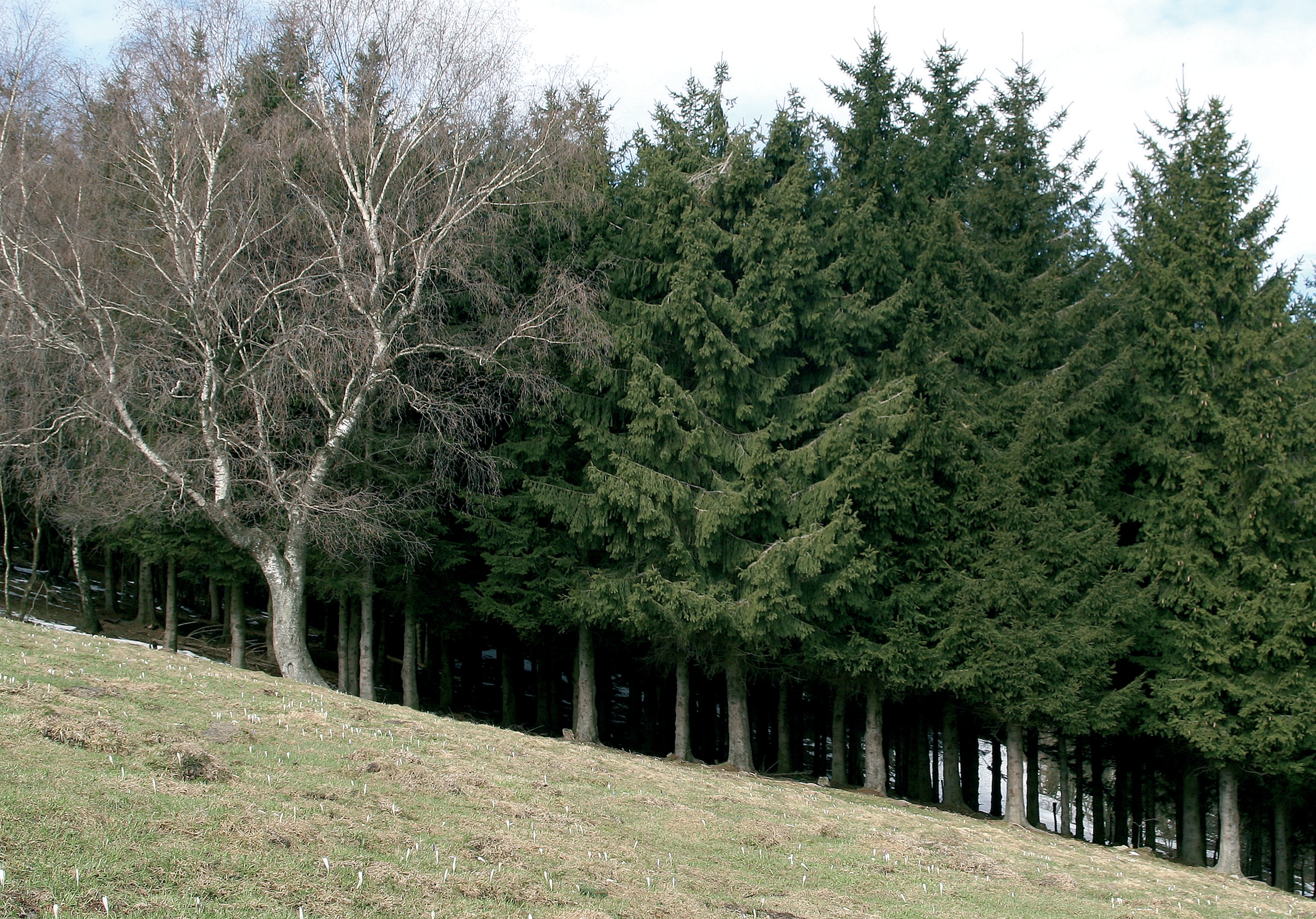 El bosque, en la zona Prealpina, donde tuvieron lugar mis observaciones.