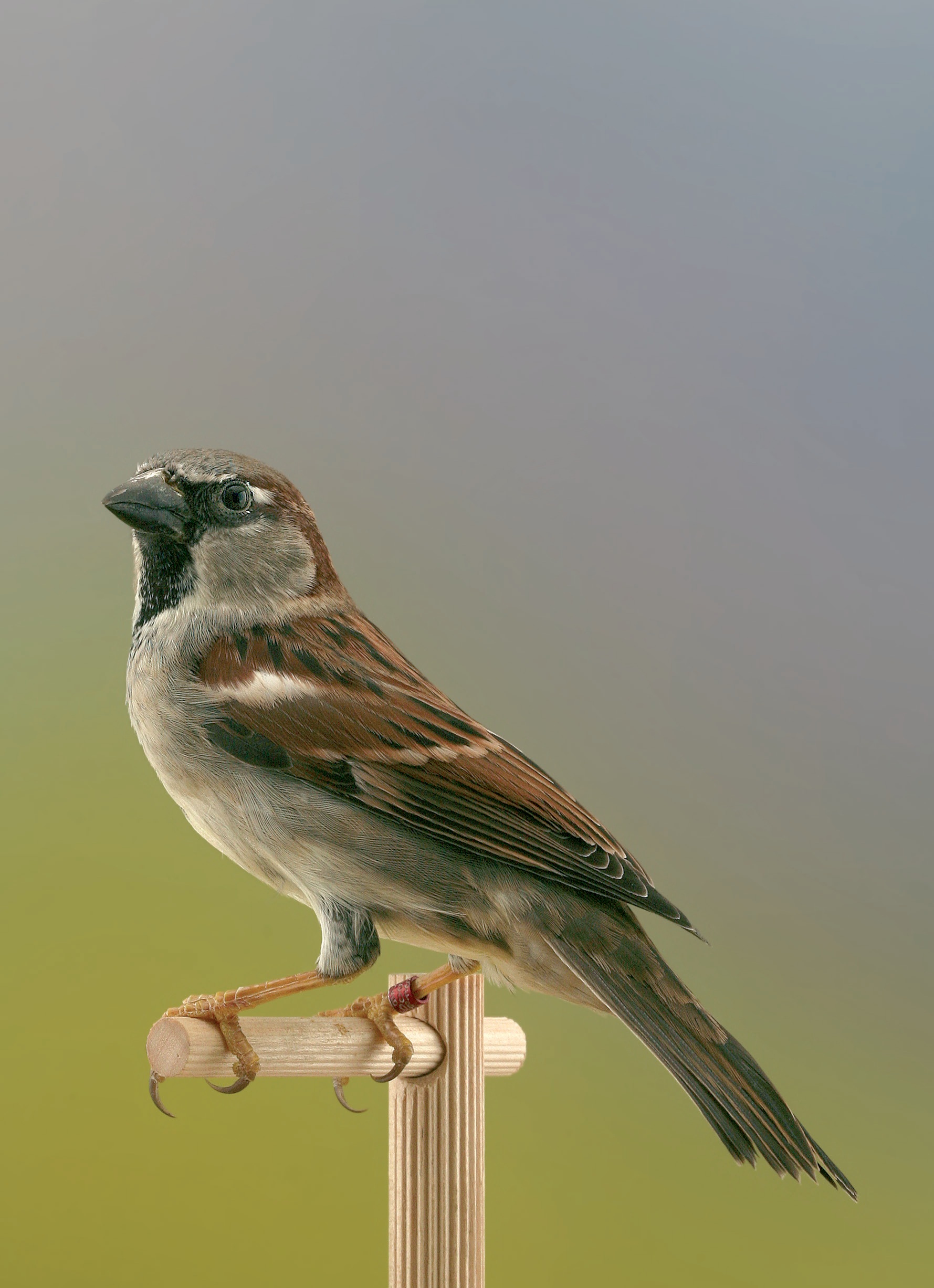 Passer domesticus macho.