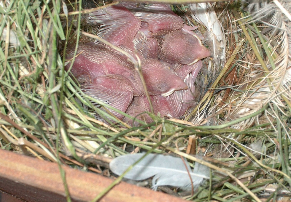 Caseta nido en voladera y varias nidáceas de Gorrión común desde su nacimiento hasta los días inmediatamente anteriores al vuelo, tanto ancestrales como mutados.