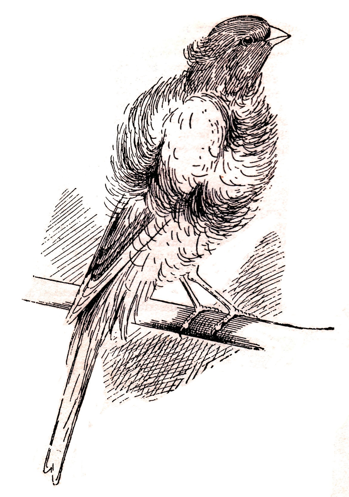 Old Dutch Frill. Antiguo dibujo del Rizado holandés, gloriosa vieja Raza, antepasada de numerosas Razas inglesas y europeas (de “Canaries” de C.A. House; dibujo del conocido artistas H. Norman, 1923).