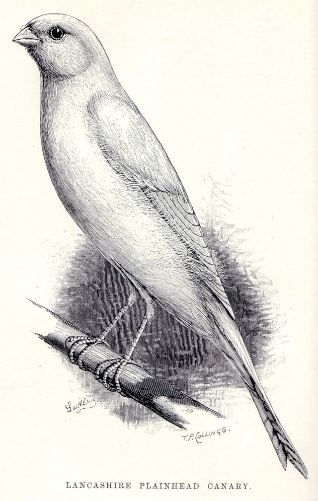 Izquierda, Lancashire Coppy y derecha, Lancashire Plainhead. Dibujos de T.P. Collings y Ludlow ,1890, tomados de “The Canary Book” de R.L. Wallace. 3ª ed. 1893.