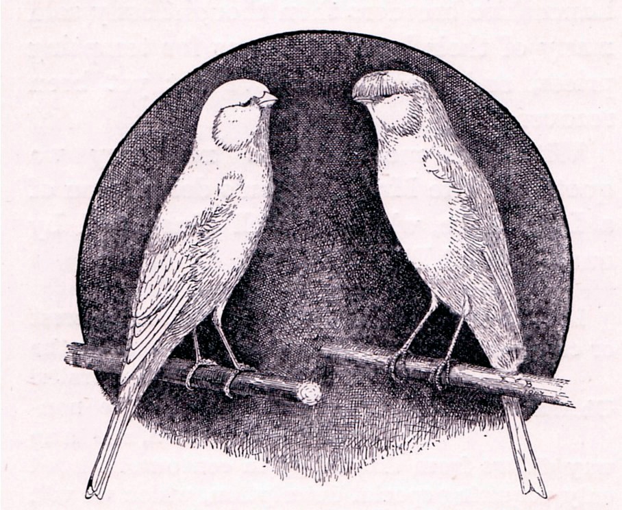 Pareja de Lancashire. El acoplamiento aconsejado es Coppy x Plainhead y viceversa. Dibujo de E.F. Bailey del libro de Robson, año 1910.