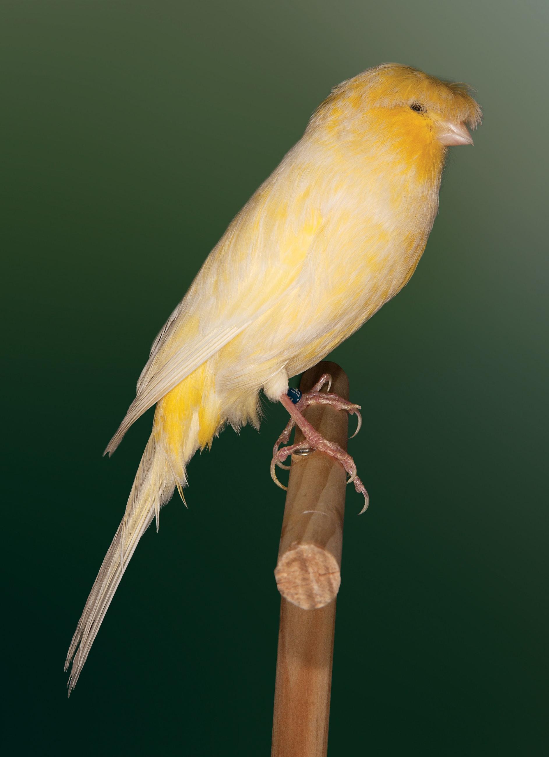 Lancashire Coppy amarillo nevado. Buen ejemplar al que le falta adoptar una posición más erguida. Destacar la presencia de “‘plumas de gallo” y la virtud de las alas y la cola muy largas. Criadero: Juan Antonio Giménez Pérez.