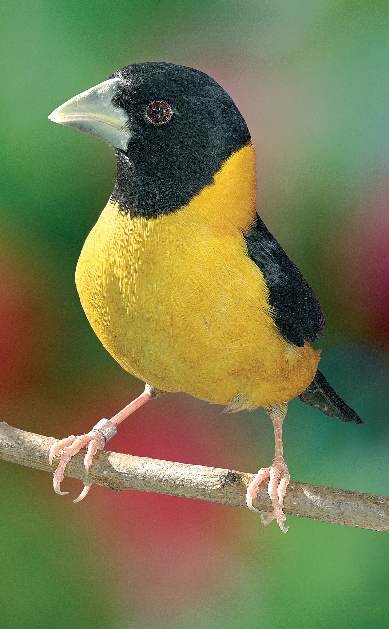 Macho de Picogordo de collar amarillo.