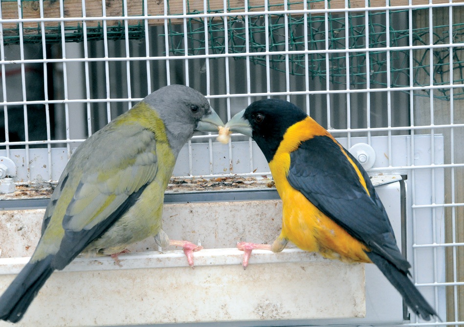 El macho, apenas ha cogido un gusano, se apresura a embuchar a su pareja.