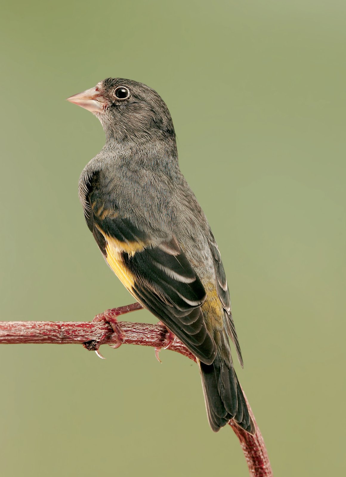 F1 de Negrito de Bolivia x Cardenalito de Venezuela: el teórico “carrier” que debería transportar el pool génico de la melanización del Negrito al Canario doméstico.