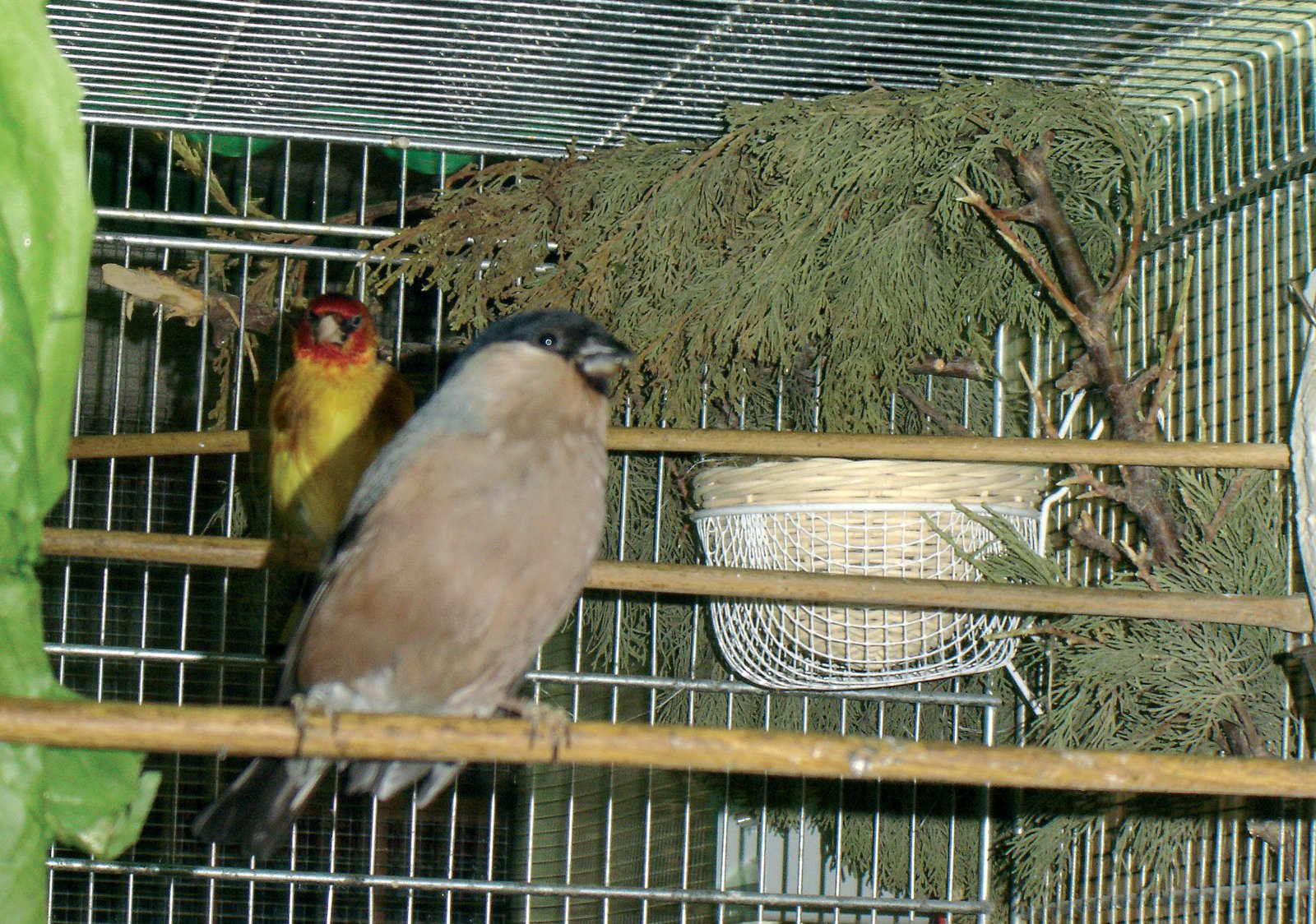 Pareja de Jilguero y Camachuelo junto al nido.