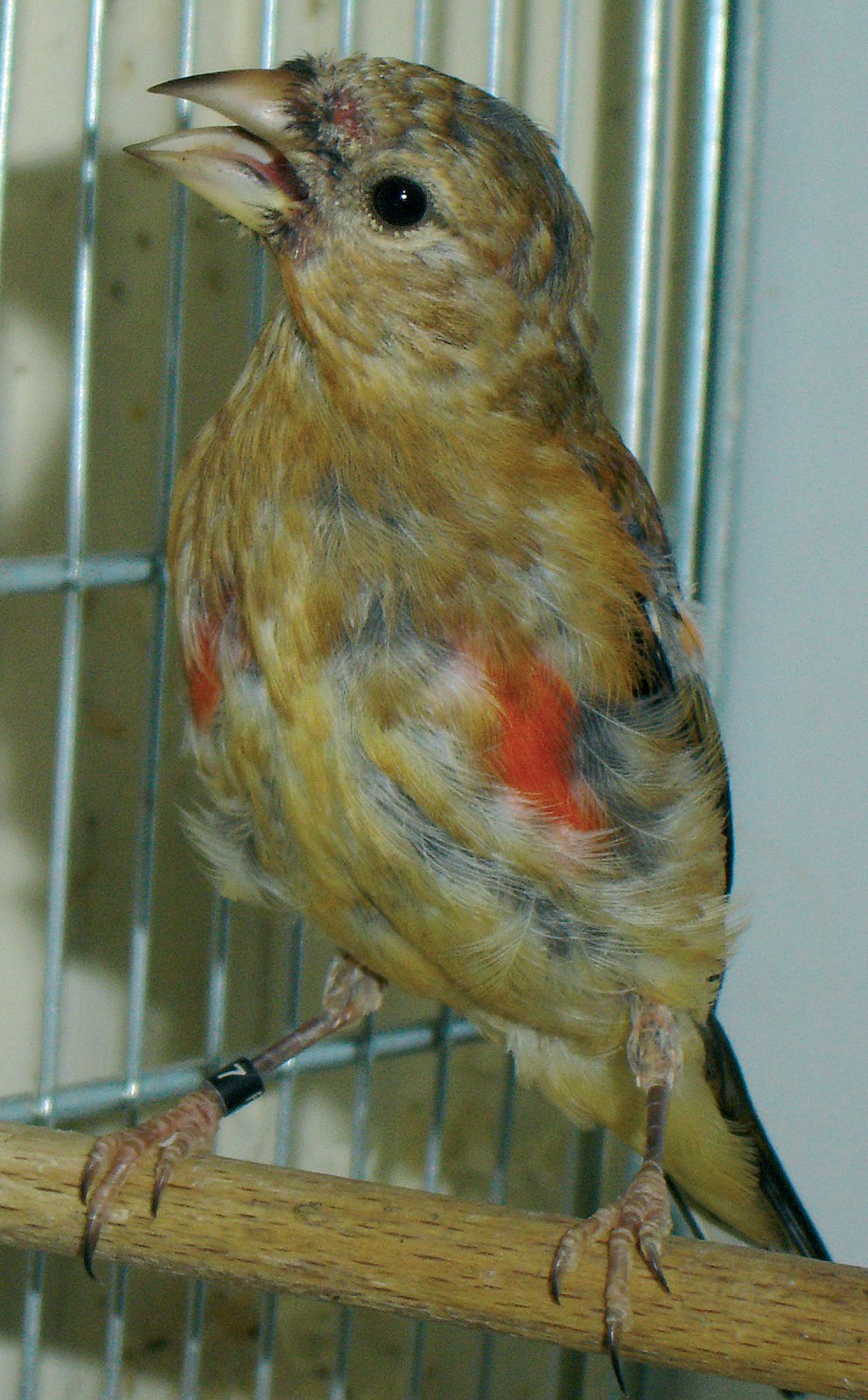 Abajo: Uno de los dos pollos del segundo año, con signos evidentes de la mutación, no sólo por la mancha roja de lo alto del pecho sino también por la infiltración amarillenta del bajo vientre. Foto: G. Fusi.