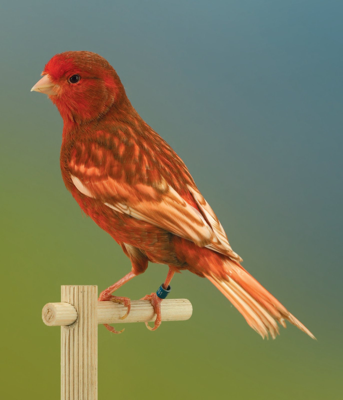 Phaeo intenso rojo Este canario es sin duda un macho. Esta afirmación se basa en la extensión de la feomelanina, que no afecta a la zona de la máscara facial, lo que constituye un poco el límite de los machos en esta mutación. Por lo demás, la feomelanina está bien dispuesta sobre toda la librea, formando un contorno nítido sobre el borde de las plumas tectrices y de las rémiges y timoneras. Las plumas timoneras centrales están mudadas, pero esto no ha provocado la pérdida total del reborde feomelánico. En casos como éste en que permanece un leve contorno de feomelanina, habría que ser indulgentes en el enjuiciamiento. Algo muy diferente es la ausencia total del reborde, que hay que penalizar.