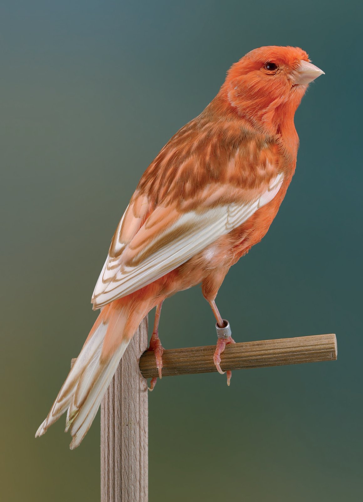 Phaeo intenso rojo marfil El ejemplar que aparece en esta fotografía representa lo que no debe ser un Phaeo. Hay amplias zonas en las que es evidente la ausencia de feomelanina: toda la cabeza, los flancos y el pecho carecen de pigmento melánico, que es lo que caracteriza a la mutación Phaeo.