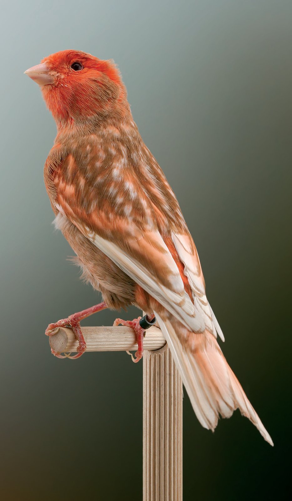 Phaeo nevado rojo marfil La variedad rojo marfil no es ciertamente una de las más seleccionadas en el ámbito de la mutación Phaeo. Sin embargo, las melaninas de este ejemplar macho (reconocible por la extensión del rojo de la máscara facial) son muy interesantes, aunque no se manifiesten en la zona de la máscara facial, que debía estar más rodeada por la feomelanina.