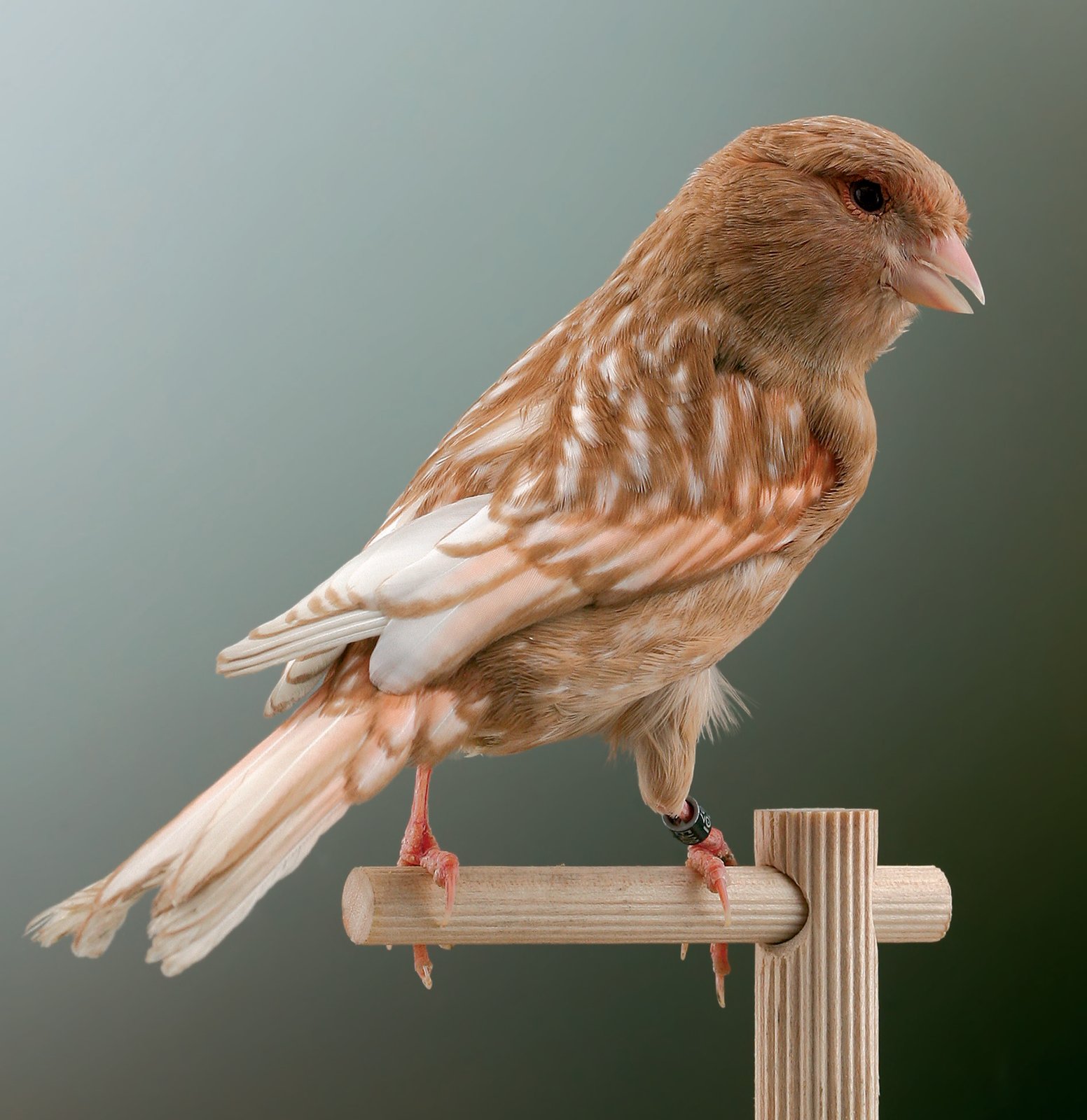 Phaeo mosaico rojo marfil hembra Esta hembra es claramente mejor que el macho. La feomelanina envuelve completamente toda la librea; el diseño es nítido y bien definido; la feomelanina está a un nivel superior aunque no en la expresión máxima que puede obtenerse. Las timoneras no presentan esos rebordes evidentes que confieren esa plenitud que debe interesar a toda la librea.