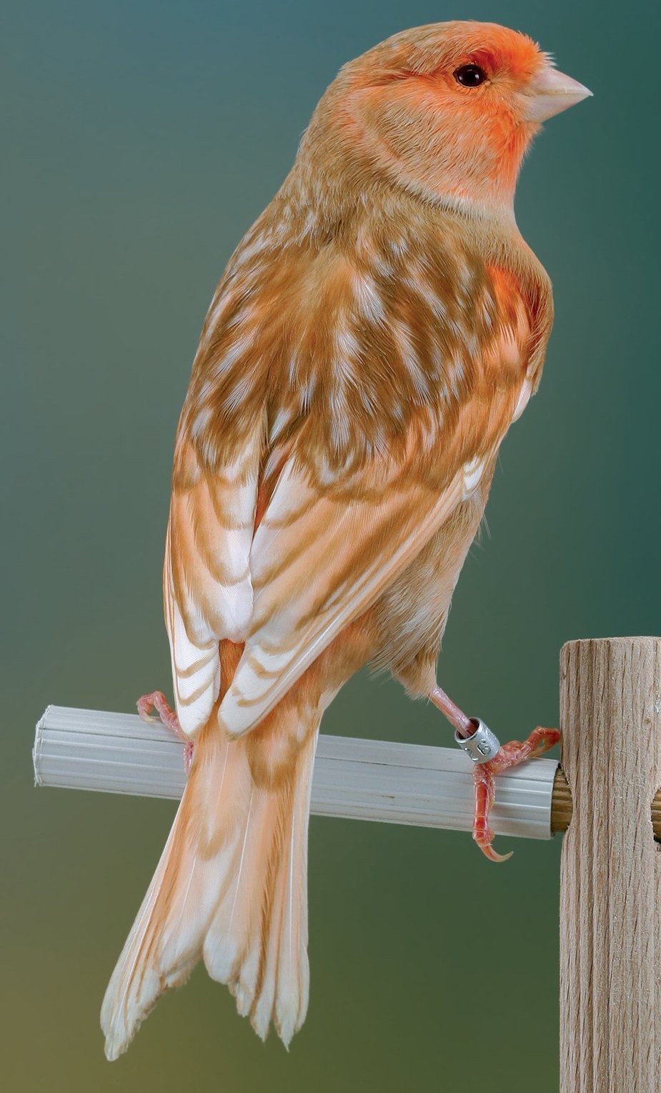 Phaeo mosaico rojo marfil macho La tonalidad de la feomelanina que se aprecia en este ejemplar es de bajo nivel. El excelente se consigue cuando la tonalidad bruna se expresa al máximo, que es lo que dice el estándar O.M.J. Uno de los elementos de evaluación del diseño viene determinado por la nitidez del lipocromo (o de la parte apigmentada, como en este caso), que se recoge en el interior de la pluma, contorneado por feomelanina. En este mosaico, la zona apigmentada no es nítida sino que aparece levemente difuminada.