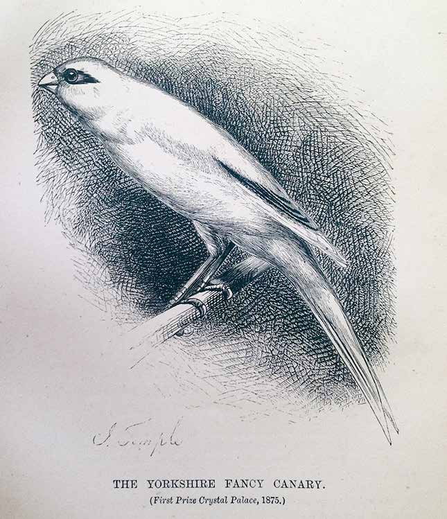 Dcha.: Canario Yorkshire que quedó campeón en la exposición de Crystal Palace, celebrada en el distrito de Sydenham, al sureste de Londres, en 1875. Ilustración en “Canary book” de Robert Wallace.