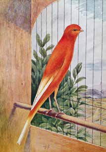 Abajo: Dibujos del canario Yorkshire por el artista H. Norman y que la Yorkshire Union adopta como modelo pictórico de la raza. Illustración del libro “Our Canaries” (1911), de Claude St. John.