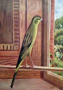 Abajo: Dibujos del canario Yorkshire por el artista H. Norman y que la Yorkshire Union adopta como modelo pictórico de la raza. Illustración del libro “Our Canaries” (1911), de Claude St. John.