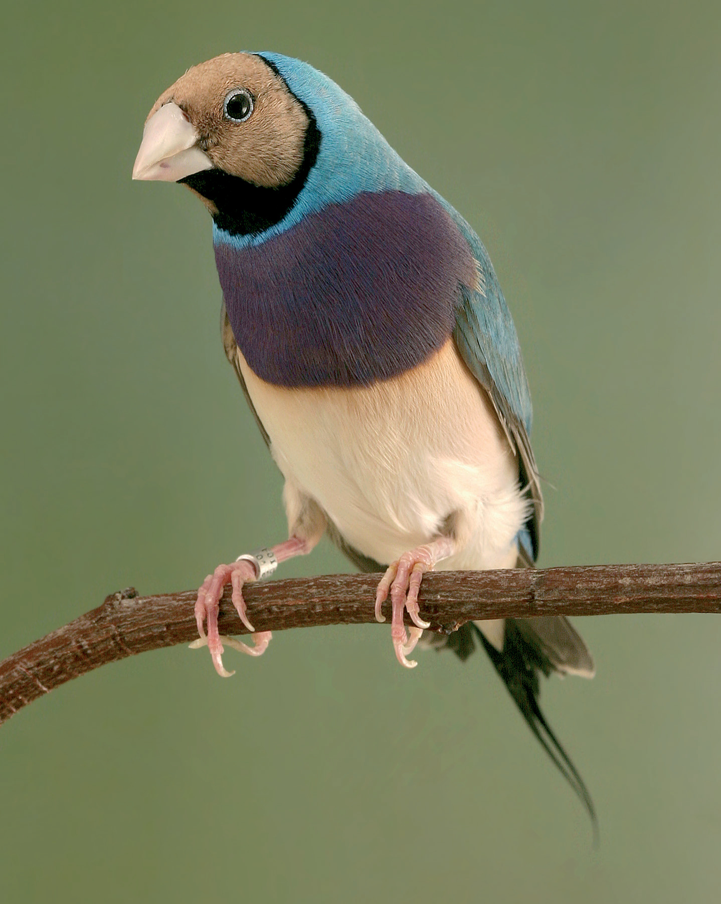 Dcha.: Diamante de Gould azul. Criadero: M. Falleta.