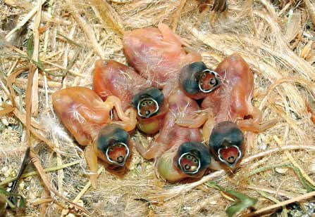 Derecha, de arriba a abajo. Evolución de los pollos híbridos desde el 2º día de vida.