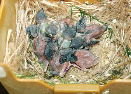 Derecha, de arriba a abajo. Evolución de los pollos híbridos desde el 2º día de vida.