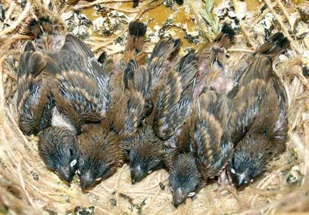 Arriba. Pollos híbridos con 12 días de vida. Foto: S. Gianneti.