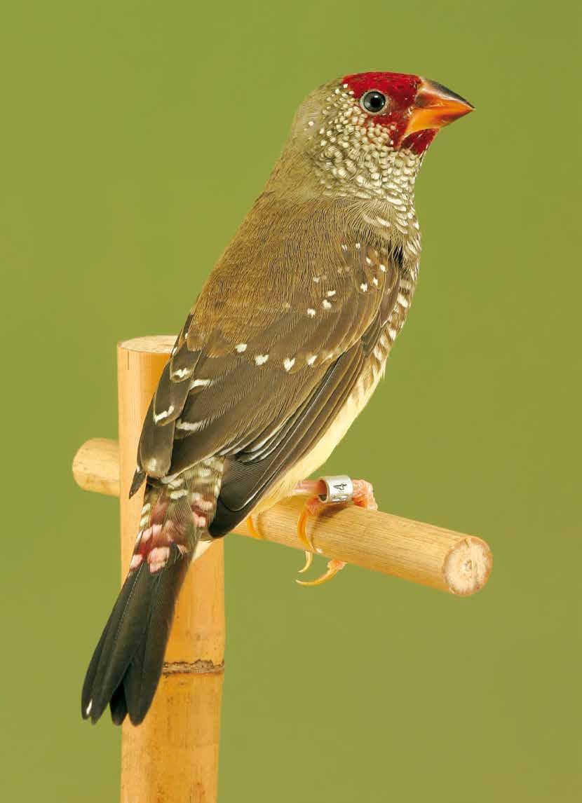 Página siguiente. El híbrido de Diamante modesto x Diamante ruficauda. Foto: Alcedo