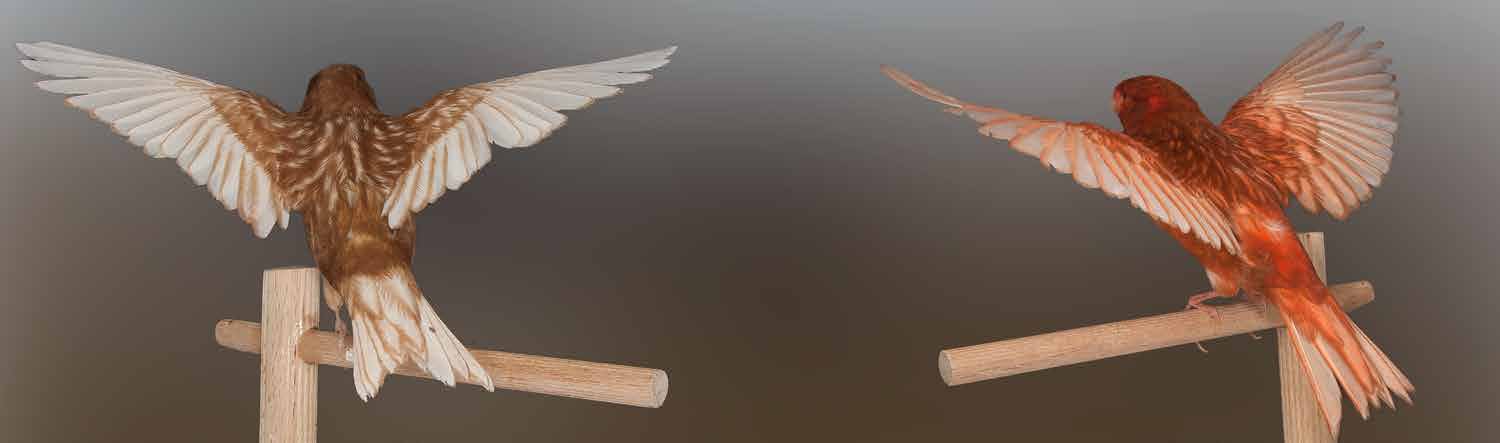 Bellas imágenes de blanco amarillo marfil intenso a la izquierda, 2º FOCDE 2013, y phaeo rojo intenso, Oro FOCDE 2013, a la derecha, con las plumas de vuelo desplegadas, que nos permiten apreciar y valorar las características de la mutación. Criador: Raul Pérez Samblas.