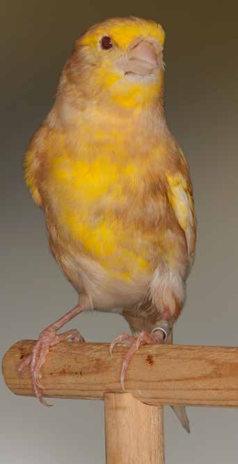 Izda.: Vista ventral de phaeo amarillo mosaico (macho). La separación del lipocromo en la zona de la barbilla y el pecho no es neta, pues se produce ligera sufusión lipocrómica. Ausencia de lipocromo amarillo en el bajo abdomen, típico y seña de identidad de la categoría mosaico, junto con la ausencia de pigmentación en los ocelos, donde la determinación de la categoría resulta menos fácil que en otras gamas. Lipocromo algo subido en la frente al mezclarse con la feomelanina en esta zona de plumas más cortas y estrechas.