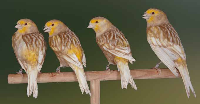 Arriba: Vista de perfil izquierdo de un equipo de phaeos amarillo mosaico (machos). El lipocromo y la categoría son buenos. La feomelanina no está en su máxima expresión pero se observa adecuado contraste. Es muy importante que los ejemplares sean de una calidad lo más similar posible, con objeto de conseguir la máxima puntuación (6 puntos) en el apartado de armonía. Criador: Ricardo Rodríguez Nadales.
