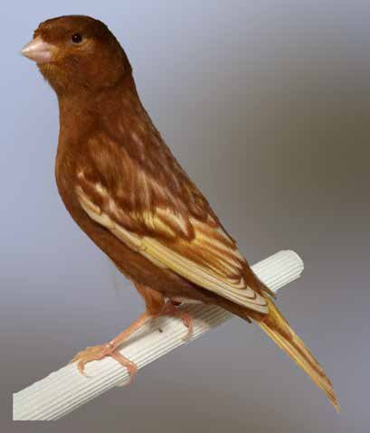 Arriba dcha.: Phaeo amarillo intenso (hembra). El lipocromo de fondo resulta muy poco visible en las hembras phaeo (dicromatismo sexual). La zona frontal aparece invadida por feomelanina que se expresa en su máximo grado. La orla feomelánica resulta muy evidente en las plumas coberteras de las rémiges. Observamos la pigmentación en las plumas de vuelo. La forma del ejemplar es algo desproporcionada. Foto y criador: José Carlos Martínez