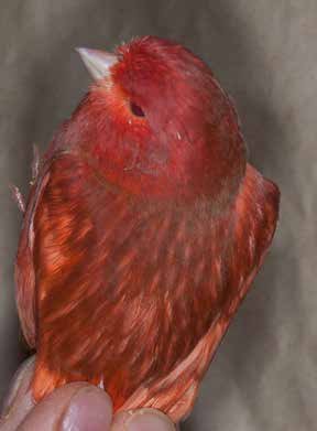 Detalle de la cabeza y el dorso de un phaeo rojo intenso. La fusión de la feomelanina con el lipocromo rojo de fondo, determina un menor contraste y evidencia del diseño, especialmente en los ejemplares intensos y nevados al presentar pigmentados los ocelos, aunque estos últimos en menor medida. El lipocromo rojo aparece algo más concentrado en la frente. Observamos algunos restos de nevadura en el cuello (collar), por lo demás, es un excelente ejemplar. Criador: Raul Pérez Samblas
