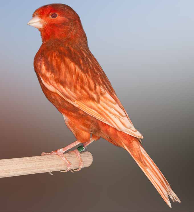 Phaeo rojo intenso (macho). Ejemplar óptimo. Obsérvese el diseño escamado en el dorso y flanco. Las plumas de vuelo y los ocelos aparecen pigmentados, como corresponde a la categoría intenso y nevado. Observamos la pigmentación en la zona del obispillo (cloaca cerrada) que lo diferencia de la categoría nevado. Campeón del Mundo 2015, con 94 puntos. Criador: Raul Pérez Samblas