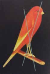 Ángulos ocultos * 1. Se considera falta muy grave que la anchura de la cintura se asemeje o sea prácticamente igual a la anchura entre hombros y pecho, ya que el cuerpo no mostraría la requerida estrechez hacia la cola. También se penaliza la falta de resalte en el pecho o los hombros. 2. Si se trazase una línea que pasara por el centro de la cola en el punto donde las puntas de las alas se unen y se extendiese hasta pasar por el centro del ojo, esta línea dividiría el cuerpo en dos partes con prácticamente tanto cuerpo por encima como por debajo de la línea, lo que denota un canario bien equilibrado, de líneas y proporciones simétricas. 3. La relación entre el cuerpo y las patas afecta de manera directa a una posición correcta. Para apreciar la posición idónea del canario debería ser posible trazar una línea que, pasando por delante del muslo, se extendiese hasta pasar justo por delante del ojo. De la misma manera, una línea que siguiera el ángulo de las patas debería extenderse hasta atravesar justo el punto medio del hombro. *Imágenes y texto adaptado del libreto del Yorkshire Canary Club “The definitive guide to Yorkshire Canaries” (2012).