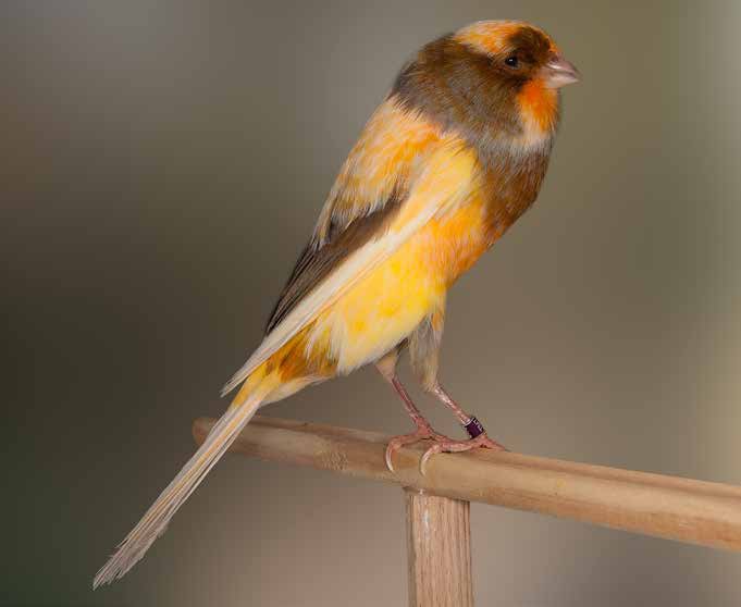Canario Yorkshire de buena línea general, que muestra de manera idónea la gradual estrechez desde su punto de máxima profundidad de cuerpo entre hombros y pecho, hacia la cola. Además, las alas y la cola parecen largas, lo que unido a la forma del cuerpo, hace que el ejemplar transmita la sensación de ser aún más largo y de línea elegante. En cambio, la cabeza da la impresión de no ser lo suficientemente amplia; de manera particular en su parte trasera, hacia la nuca, falta algo de “top end”. En cuanto a la pigmentación, ésta se muestra muy irregular y parcheada. Criador: Francisco Fontanilla Puerto.