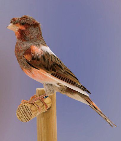 Página anterior. Bonito ejemplar de Arlequín Portugués con moña bien ajustada, que parte desde el centro de la cabeza, sin cubrir los ojos ni el pico, y se ensancha desde la zona sobre el pico hacia la nuca. El cuello define de manera óptima la separación con el cuerpo y la espalda se muestra recta y en línea con la cola. Una posición algo más erguida le conferiría un cuerpo de apariencia más esbelta y menos prominencia del pecho.