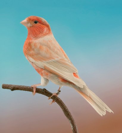 En estas últimas páginas, diferentes vistas del híbrido macho Bruno Pastel. Su expresión fenotípica viene dada por los dos genes mutantes que la componen, pero con una intensificación de la reducción melánica, con respecto a la previsión teórica de cada uno de los genes. De hecho, tanto la feomelanina como la eumelanina quedan fuertemente reducidas. Asistimos a una interacción entre genes que produce sobre las melaninas efectos diferentes que cada uno de los genes por separado. Por otra parte, no se trata tampoco de un efecto tan inesperado: lo hemos visto ya en el Camachuelo, en el que frente a la suave reducción inducida singularmente por el gen Pastel y por el Bruno, en sinergia (Pastel Bruno) se puede admirar un ejemplar muy claro, además de bellísimo. Por consiguiente, era de esperar también en el híbrido. En particular, el ejemplar híbrido se muestra muy bonito, por la belleza típica de los híbridos con la hembra de Camachuelo y por un específico esplendor originado por la muy agradable reducción de los pigmentos melánicos. La reducida carga melánica hace que resalte aún más el espléndido lipocromo rojo y el ligero diseño, que hace perceptible un esbozo de capucha sobre la cabeza. Por otra parte, el ejemplar está muy bien coloreado y presenta un plumaje impecable.