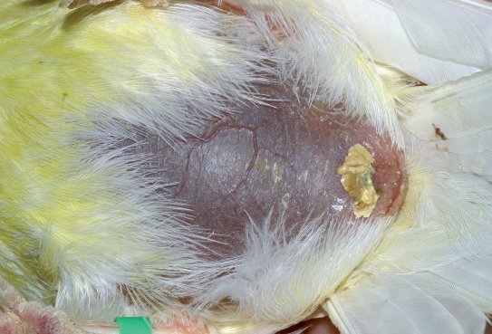 Hembra lipocrómica con el vientre hinchado y ennegrecido. Todavía no se sabe que está a punto de poner dos huevos al mismo tiempo.