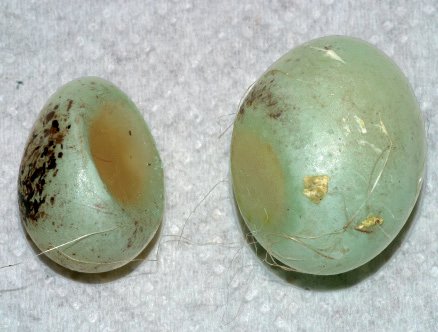 Los dos huevos, recién puestos. Uno de los dos es claramente más pequeño. En la zona de compresión es evidente una deformación de las paredes de la cáscara, tanto en la forma como en la estructura. De hecho, los dos huevos se presentan recíprocamente achatados y la zona por donde “encajan”, la cáscara aparece blanda y caracterizada por un área deprimida, más fina que el resto de la cáscara.