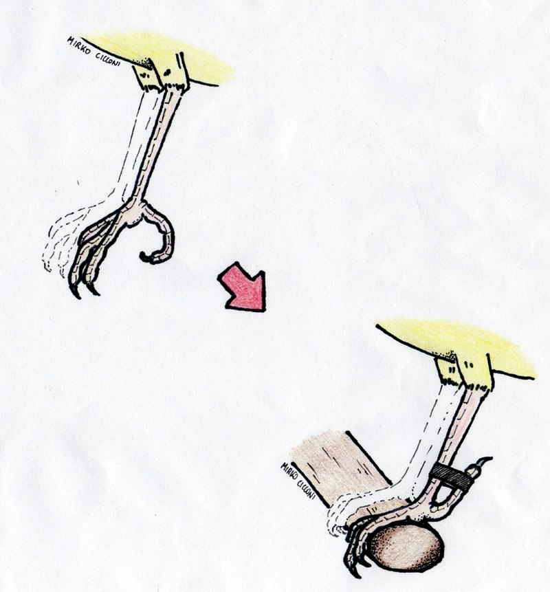 Foto 10. Esquema de undershot claw.