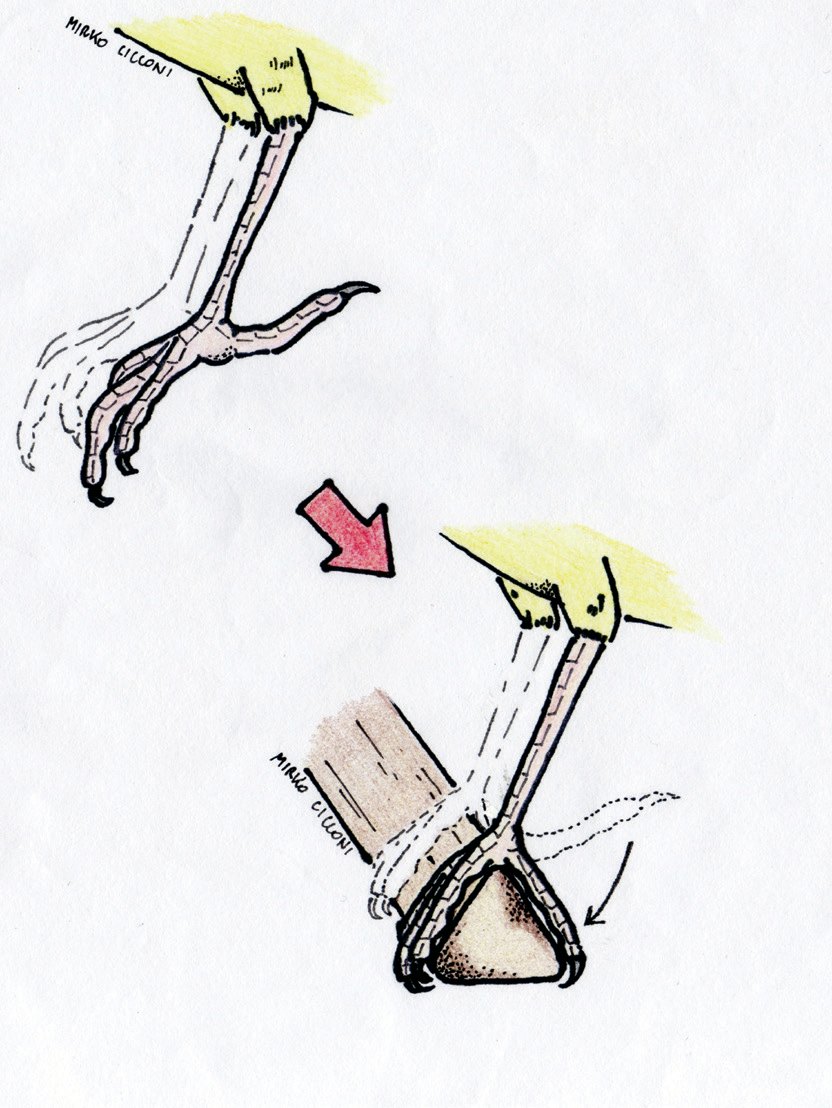 Foto 12. Esquema de slipped claw.